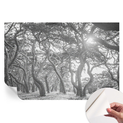 Fresque murale autocollante Forêt atmosphérique