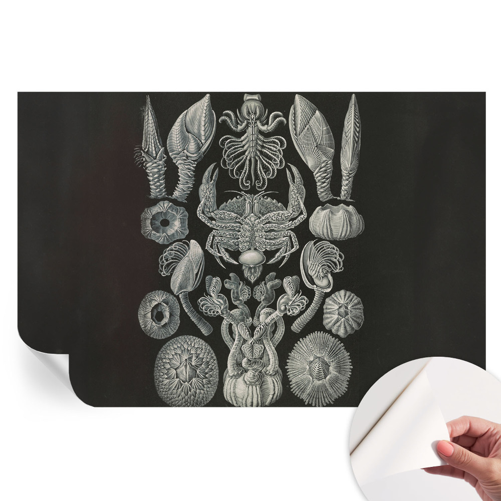 Fresque murale autocollante motifs sous-marins