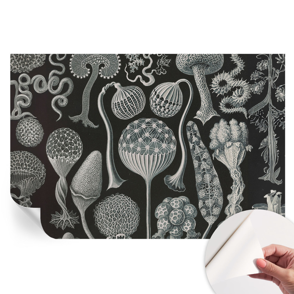 Papier peint photo autocollant Plantes magiques