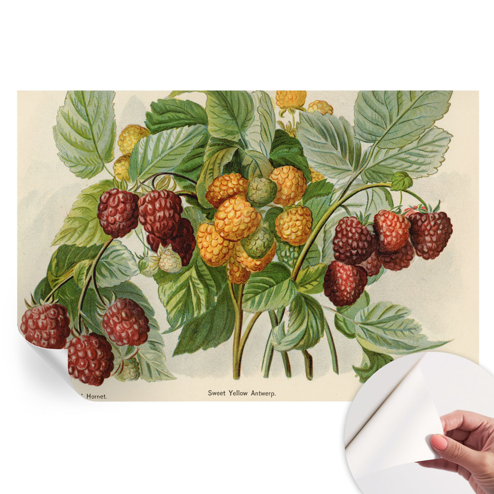 Papier peint photo autocollant motifs de framboises classiques