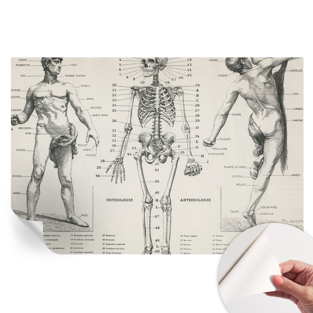 Papier peint photo autocollant pour la chambre Anatomie classique