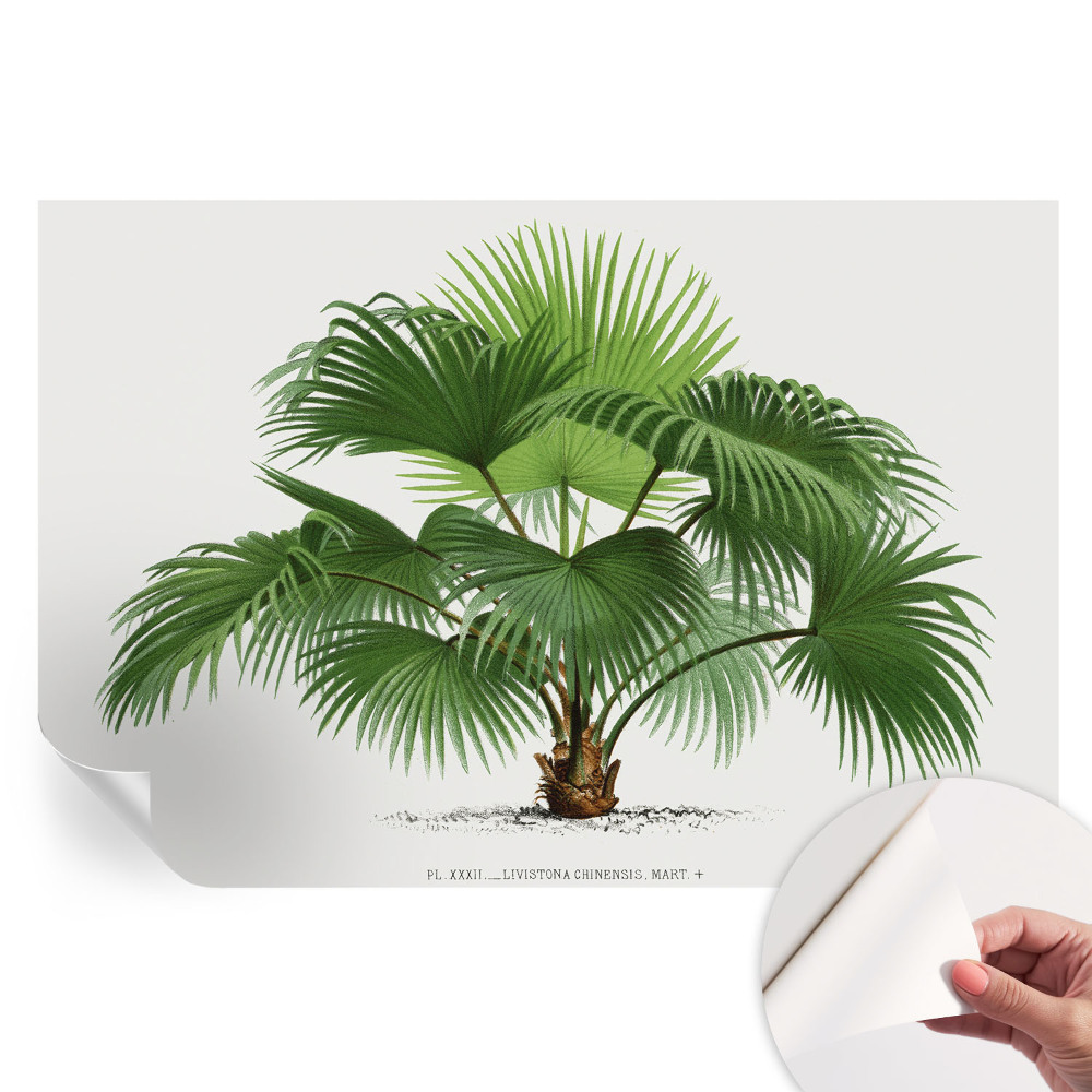 Papier peint photo moderne motif palmier exotique pour salon