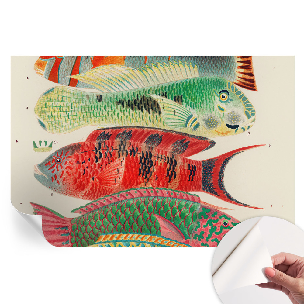 Papier peint photo autocollant Poissons exotiques