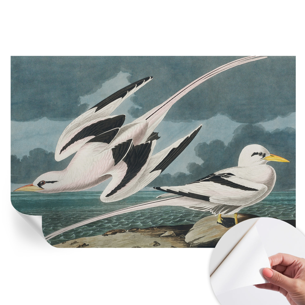 Papier peint photo autocollant Oiseaux au bord de la mer pour chambre