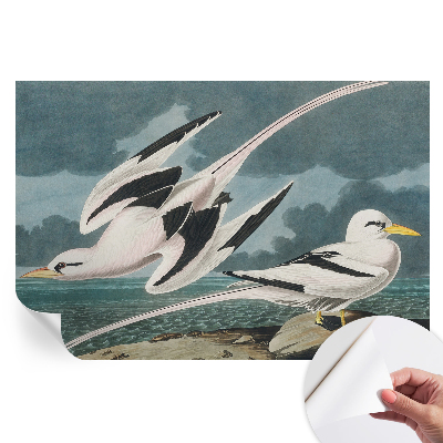 Papier peint photo autocollant Oiseaux au bord de la mer pour chambre