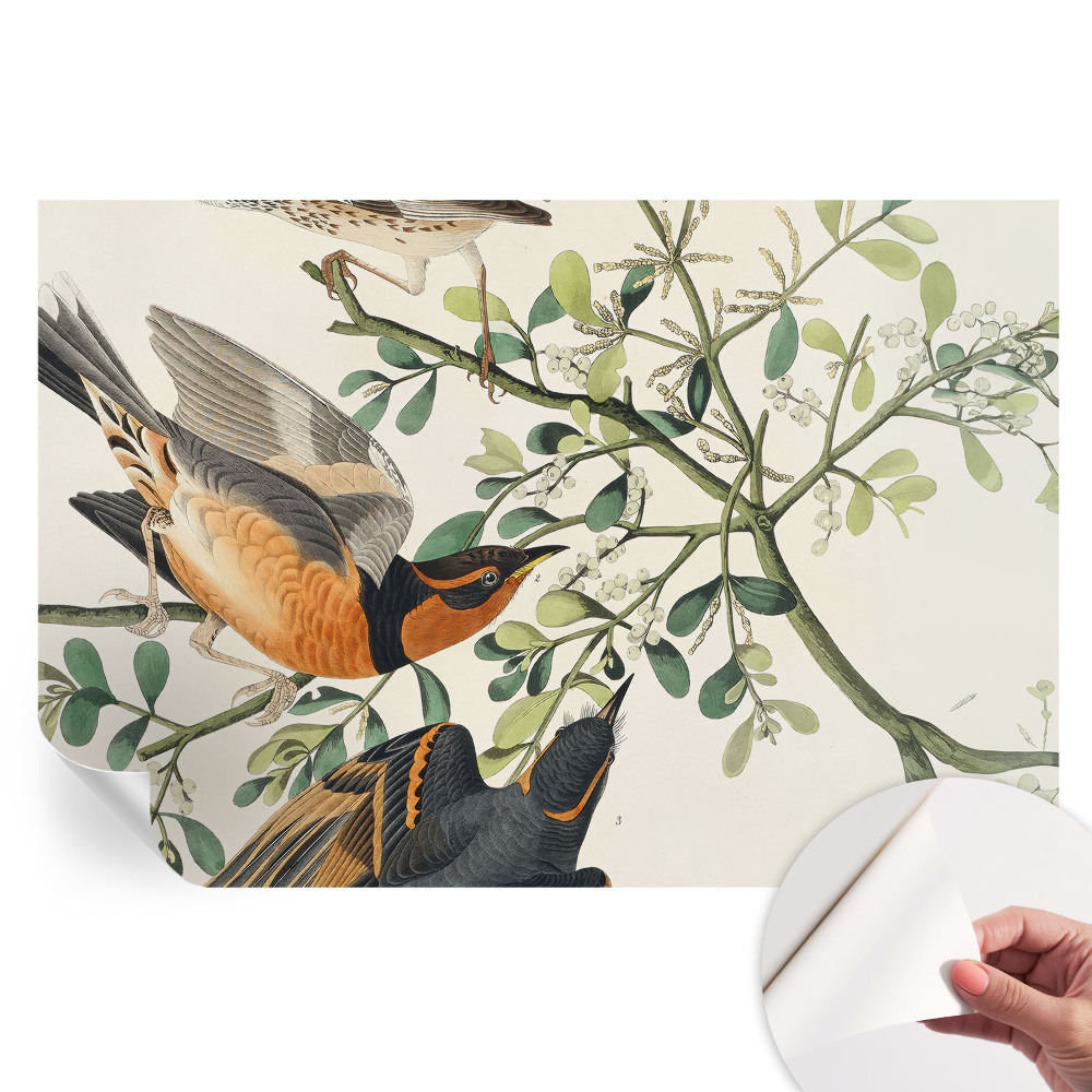 Papier peint photo autocollant oiseaux colorés