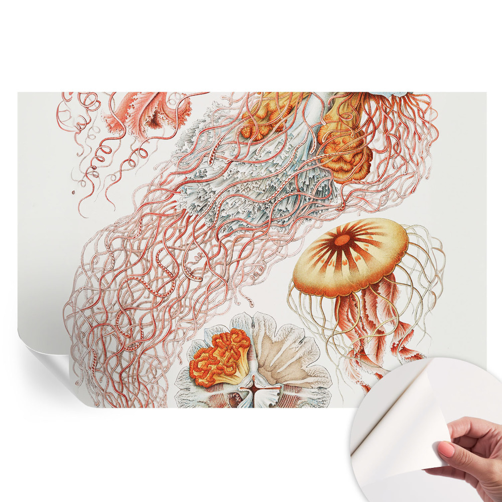 Papier peint photographique autocollant Méduses fantaisie