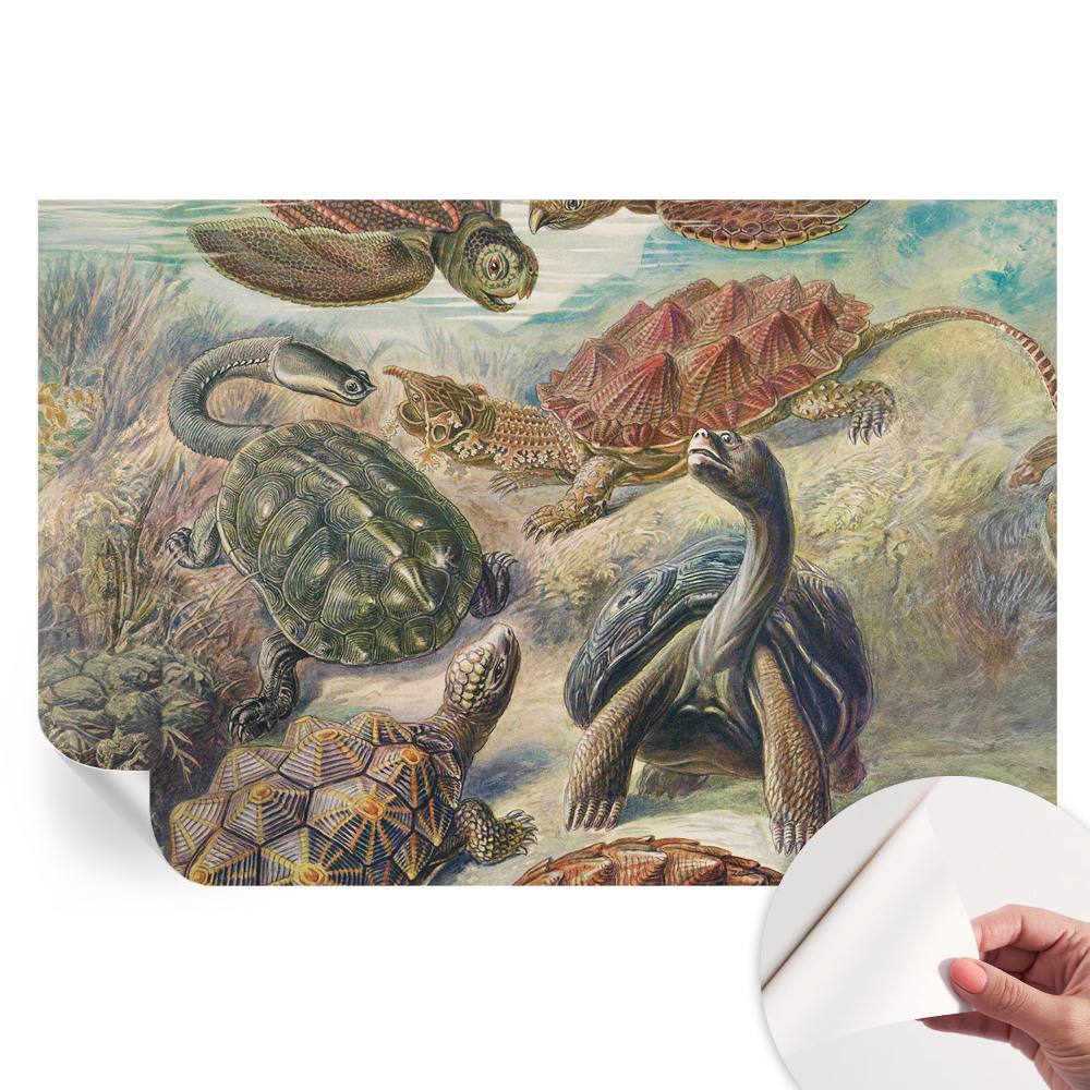Papier peint photo moderne pour salon motif tortues