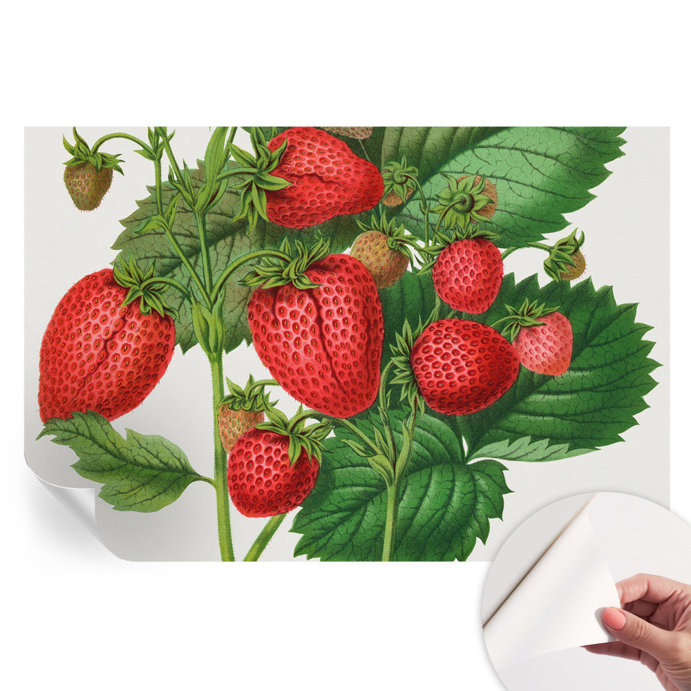Papier peint photo autocollant pour la chambre Fruits d'été
