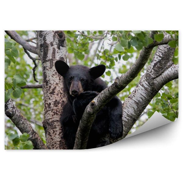 Papier peint Ours sur un arbre, animal pour enfant