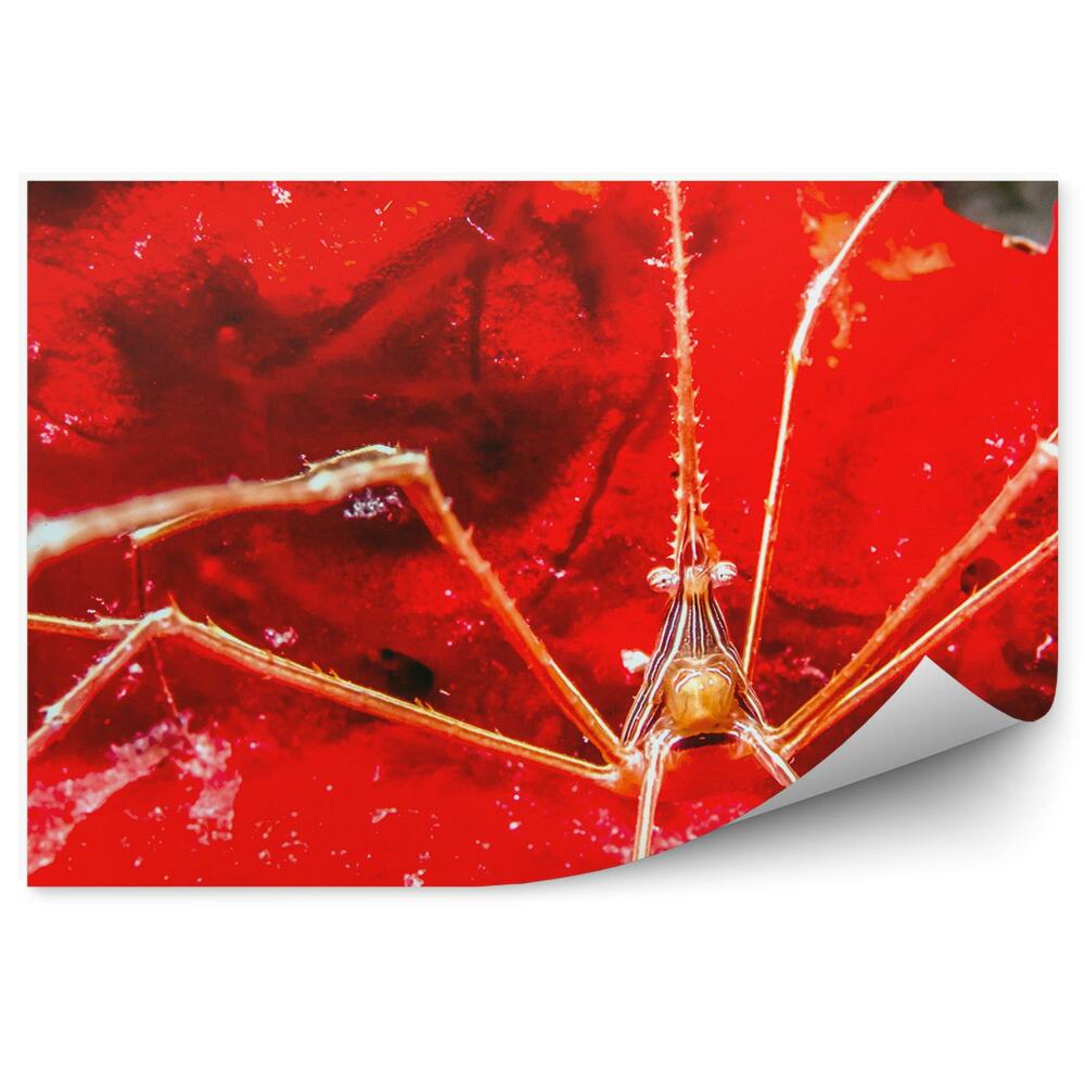 Papier peint Monde sous-marin Animaux Couleurs