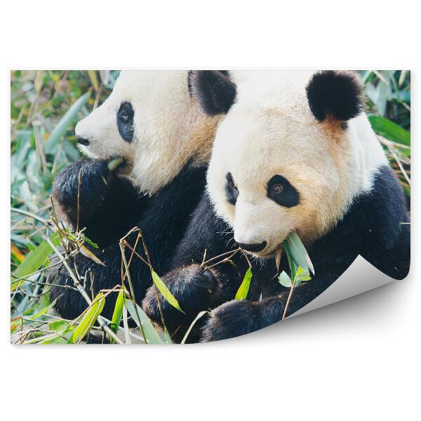 Papier peint Deux Pandas Mangeant Du Bambou