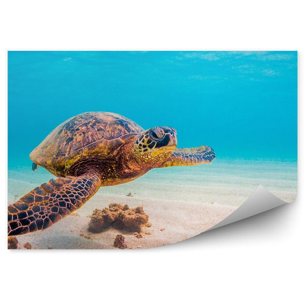 Papier peint Monde sous-marin tortue eau sable