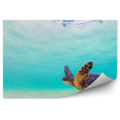 Papier peint Tortue Hawaï eau bleue palmiers