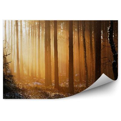 Papier peint Forêt D'hiver Coucher De Soleil