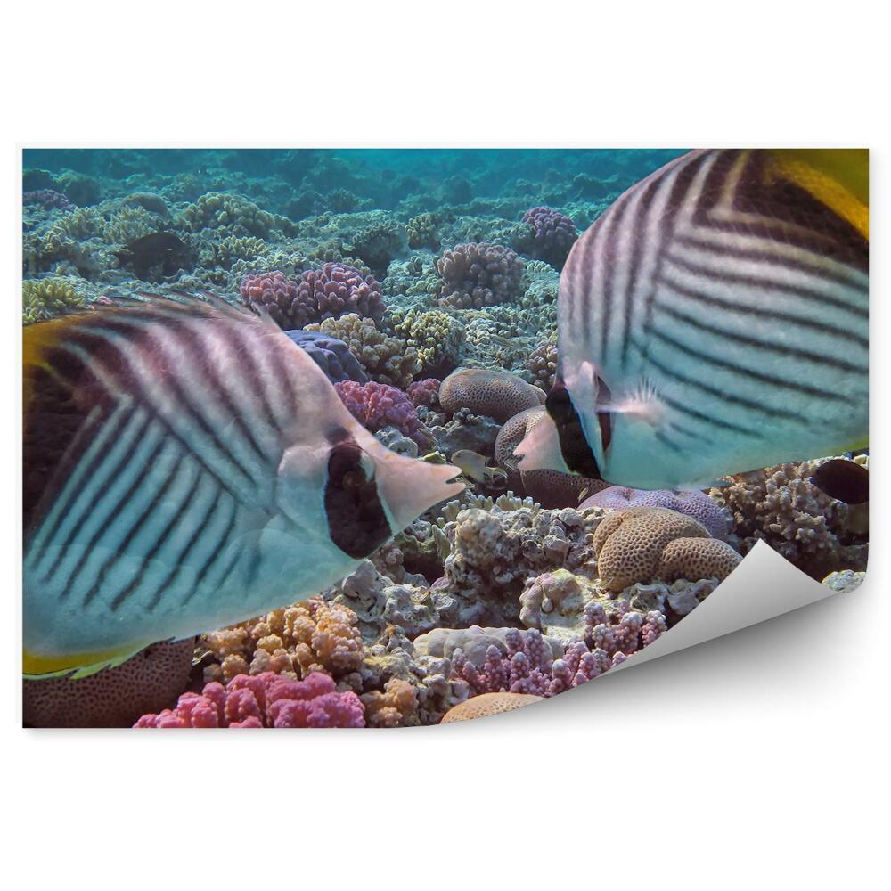 Papier peint Bouche De Poisson, Récif Corallien En Forme De Paon