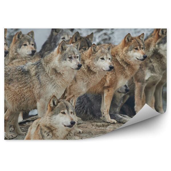 Papier peint Meute De Loups Forêt Hiver Pierres