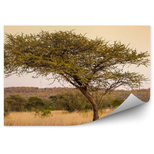 Papier peint Acacia Herbe Tigre Coucher De Soleil