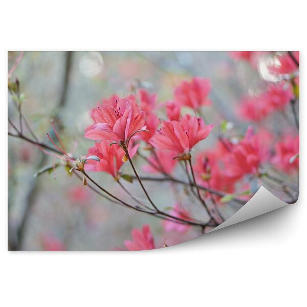 Papier peint Fleurs de rhododendrons au printemps