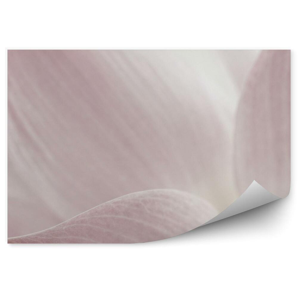 Papier peint Fleur de lotus rose floue fond blanc