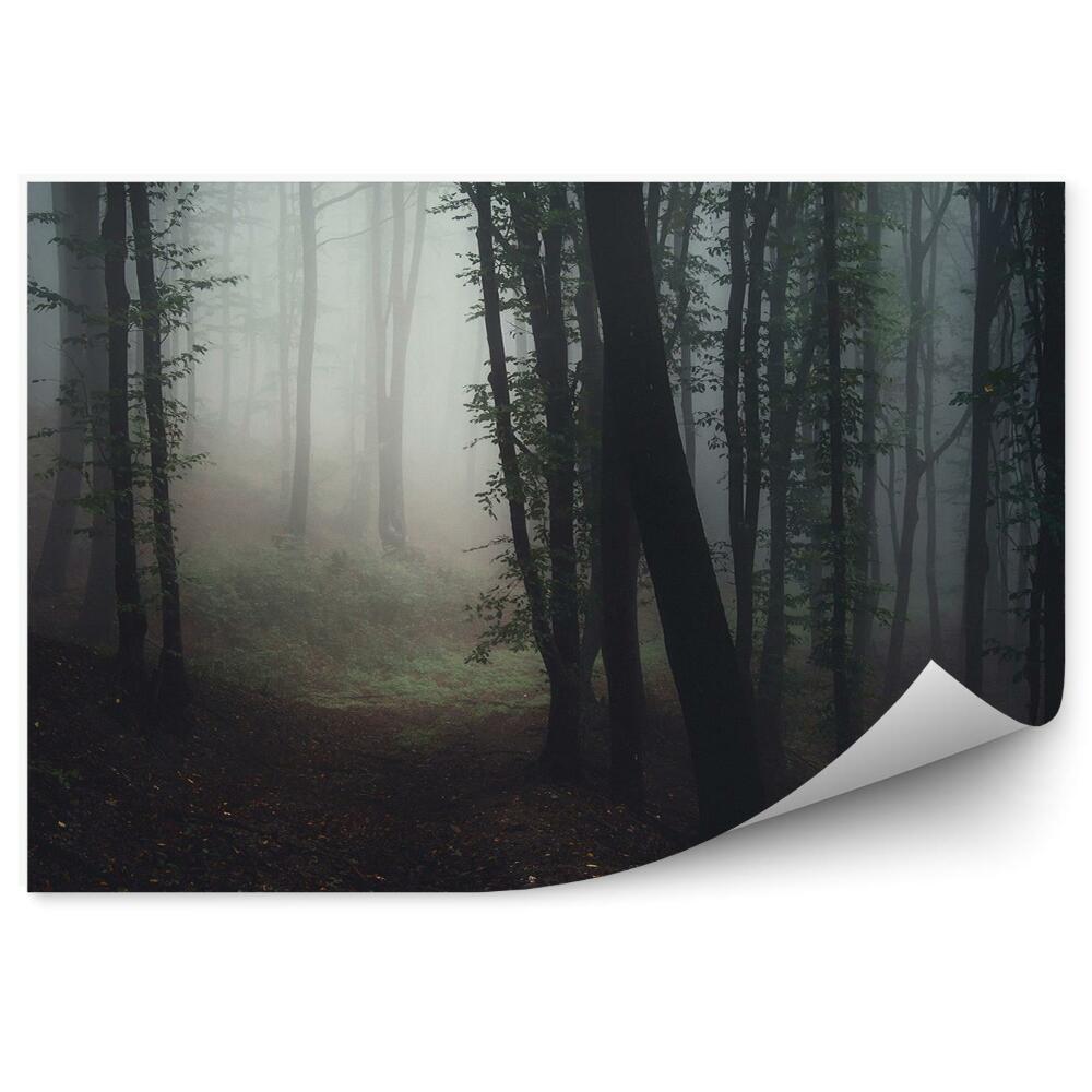 Papier peint Arbres Forêt Chemin Brouillard