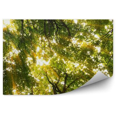 Papier peint Forêt Rochers Arbres Soleil