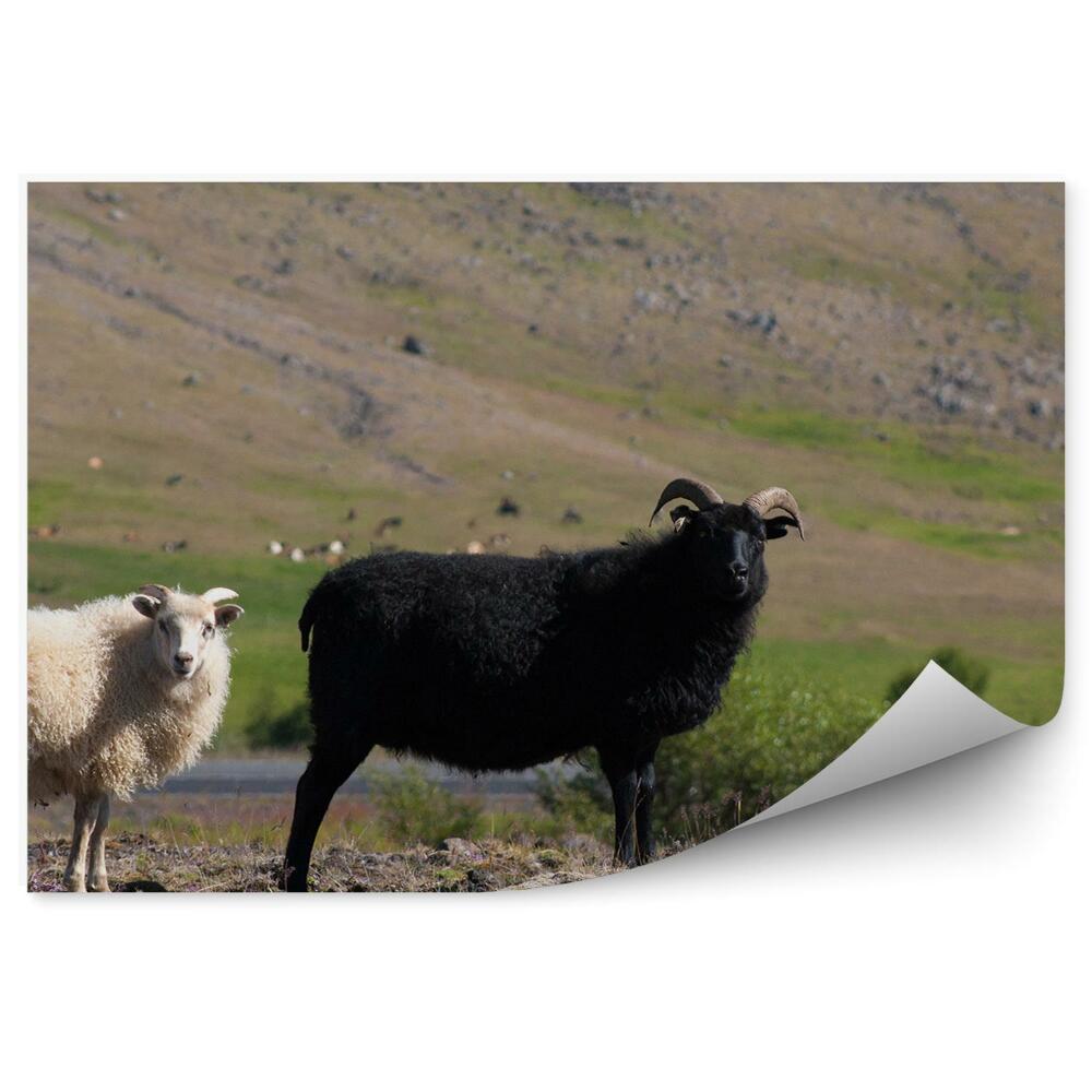 Papier peint Moutons noirs et blancs en pâturage Islande
