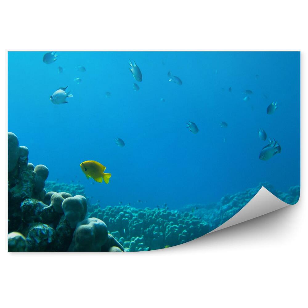 Papier peint Poisson de récif corallien Eau