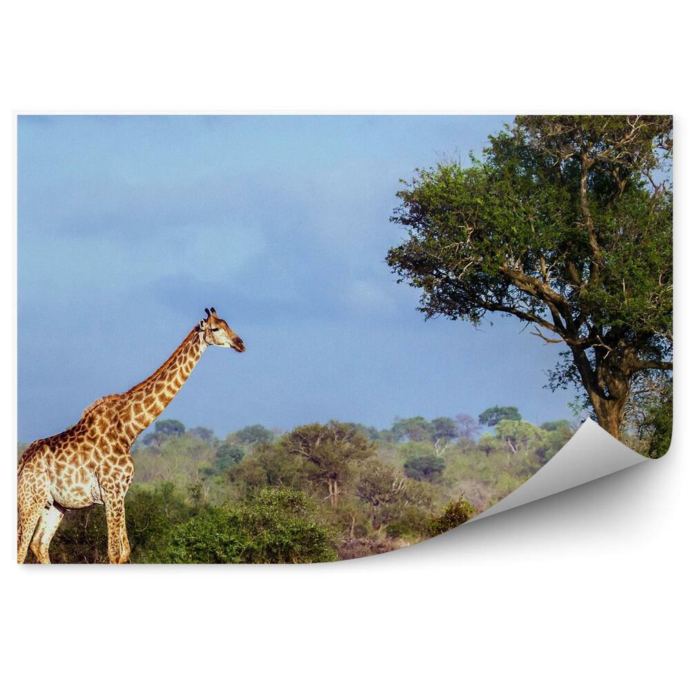Papier peint Parc national des girafes rpa africa