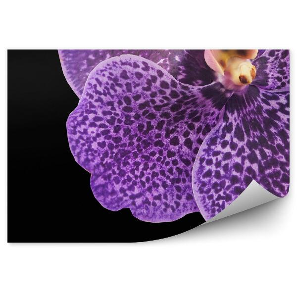 Papier peint Orchidée pourpre