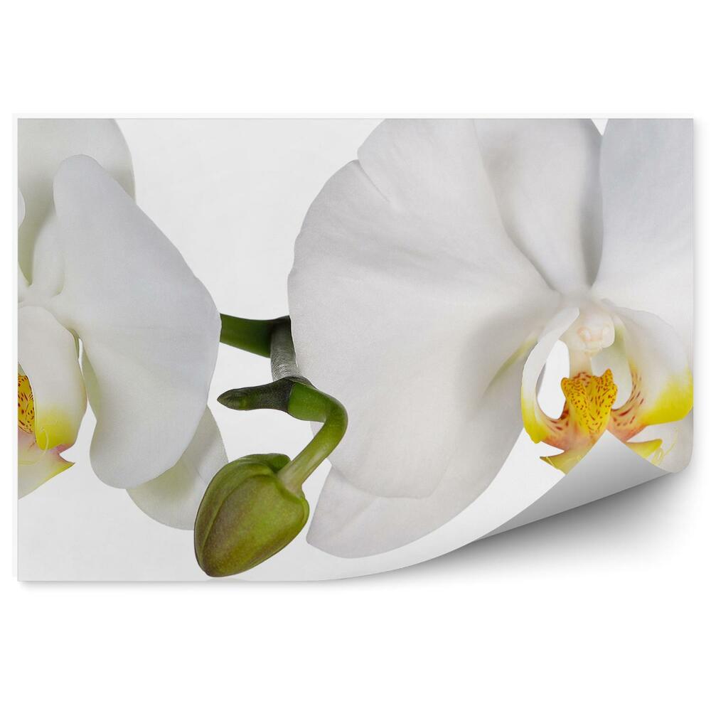 Papier peint Orchidées blanches