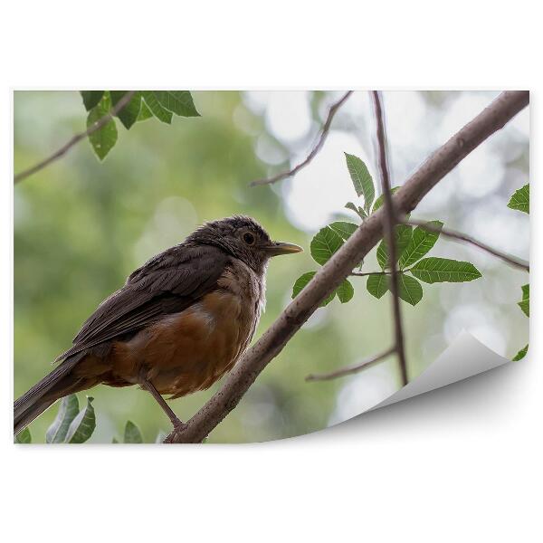 Papier peint Oiseau assis sur une brindille d'arbre Gros plan