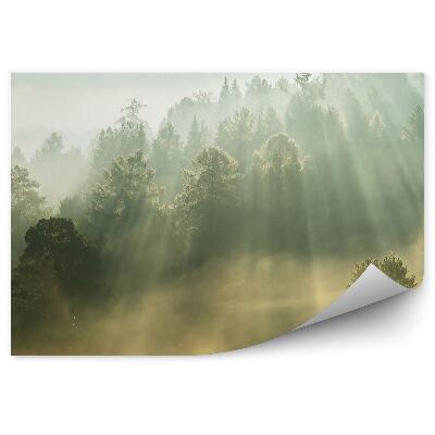 Papier peint Arbres Montagne Soleil