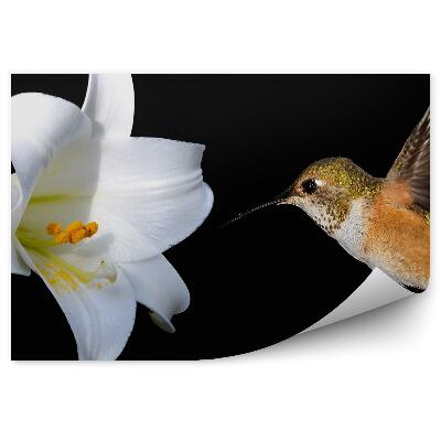 Papier peint Fleur de lys blanc fond noir colibri