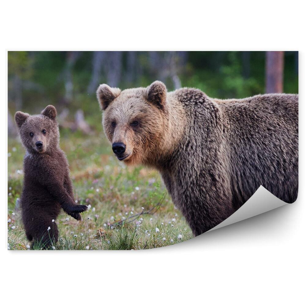 Papier peint Maman Ours Et Bébé Ours