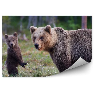 Papier peint Maman Ours Et Bébé Ours