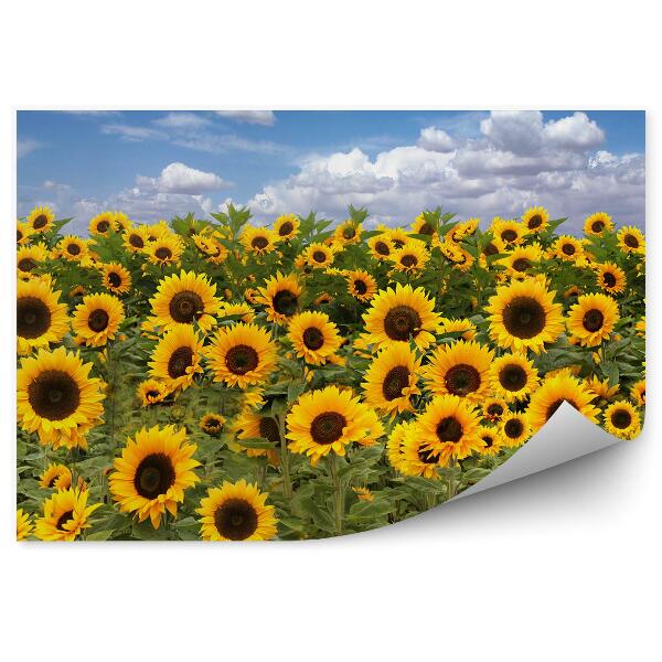 Papier peint Champ de tournesols ciel nuages fleurs