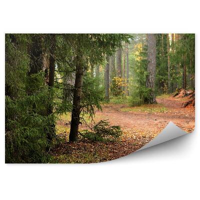 Papier peint Forêt De Pins