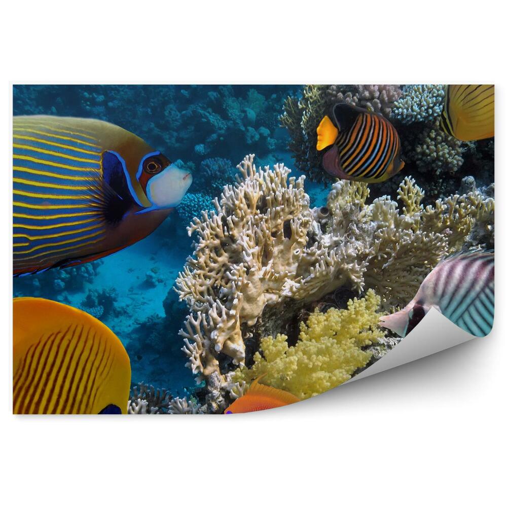 Papier peint Barrière de Corail Paysage sous-marin Poisson