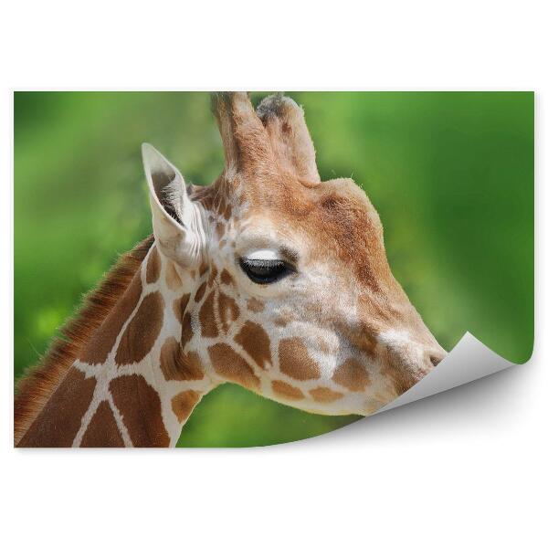 Papier peint Portrait de girafe africaine fond vert