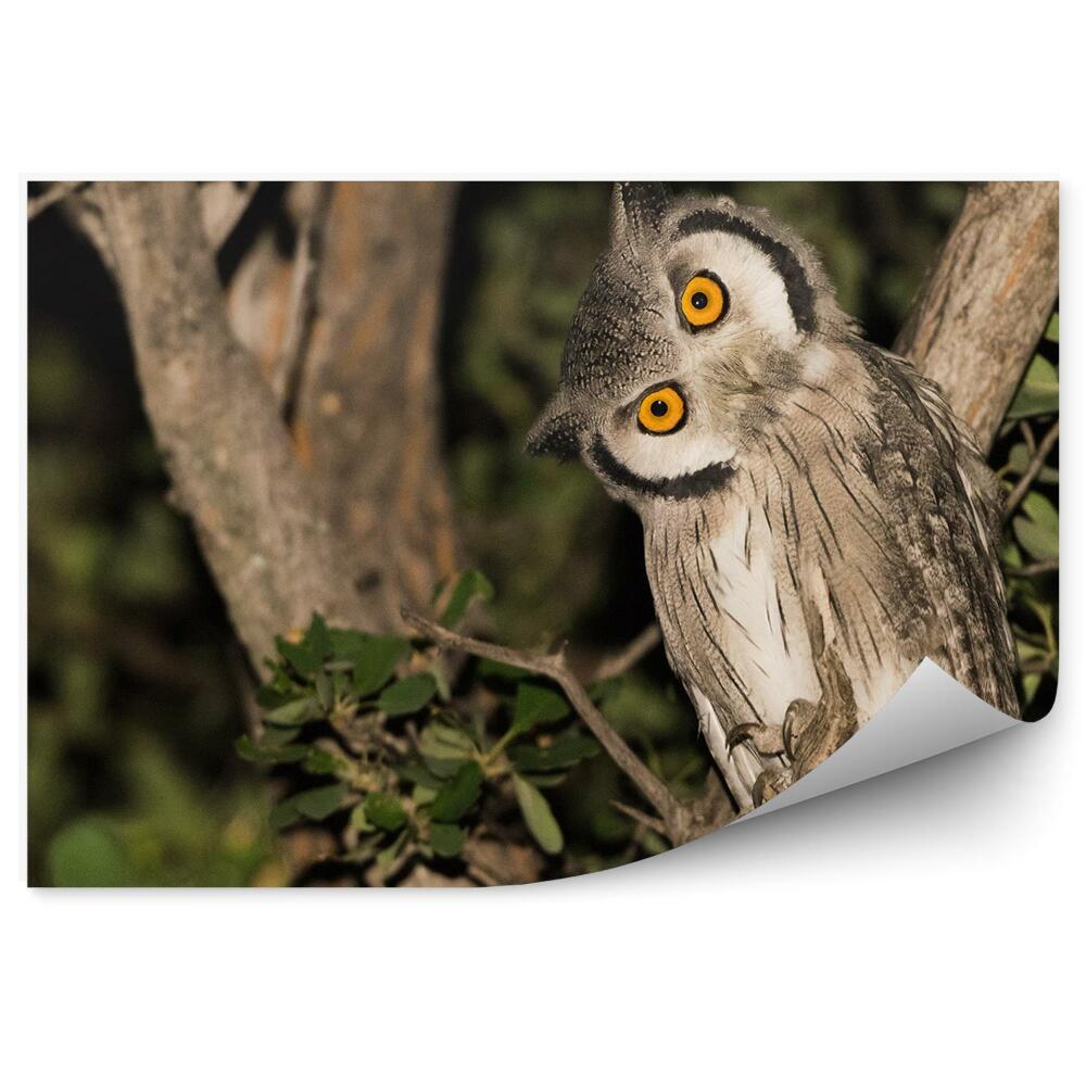 Papier peint Chouette Sur Une Branche Dans Une Forêt Nocturne