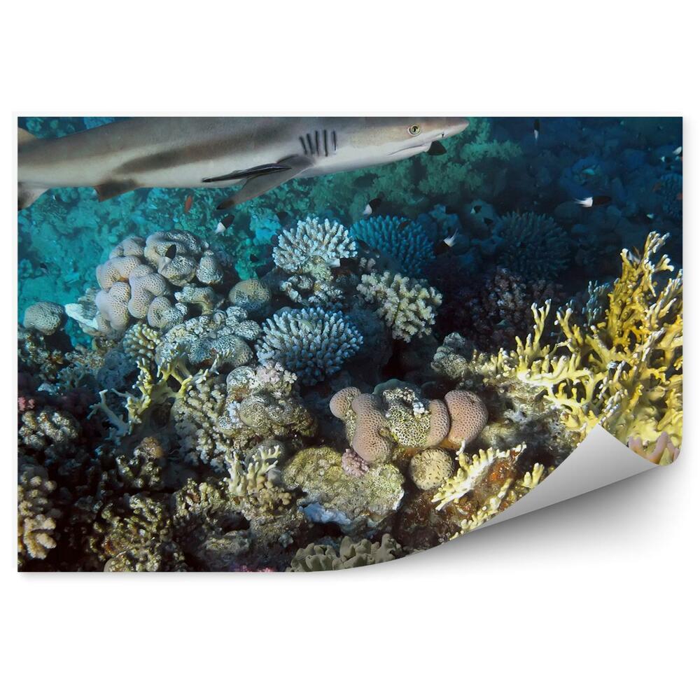 Papier peint Monde sous-marin Récif de requins