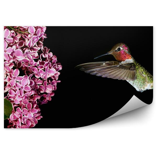 Papier peint Branche de lilas rose colibri fond noir