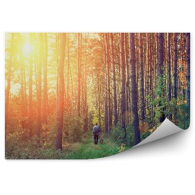 Papier peint Forêt De Pins Herbe