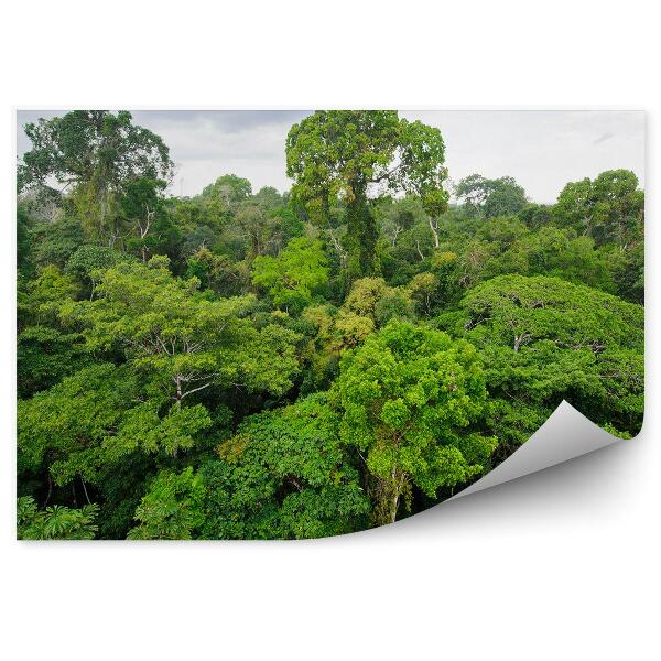 Papier peint Arbres de la jungle Amazonie Ciel