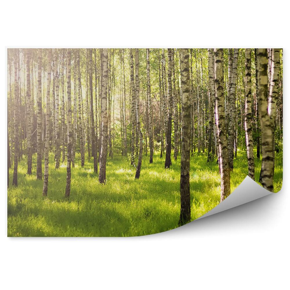 Papier peint Forêt de bouleaux verts au soleil