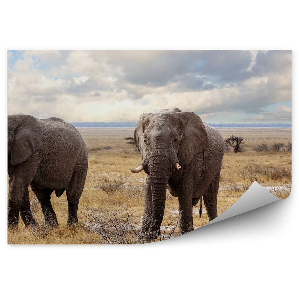 Papier peint Parc national de l'éléphant d'Afrique herbe sèche