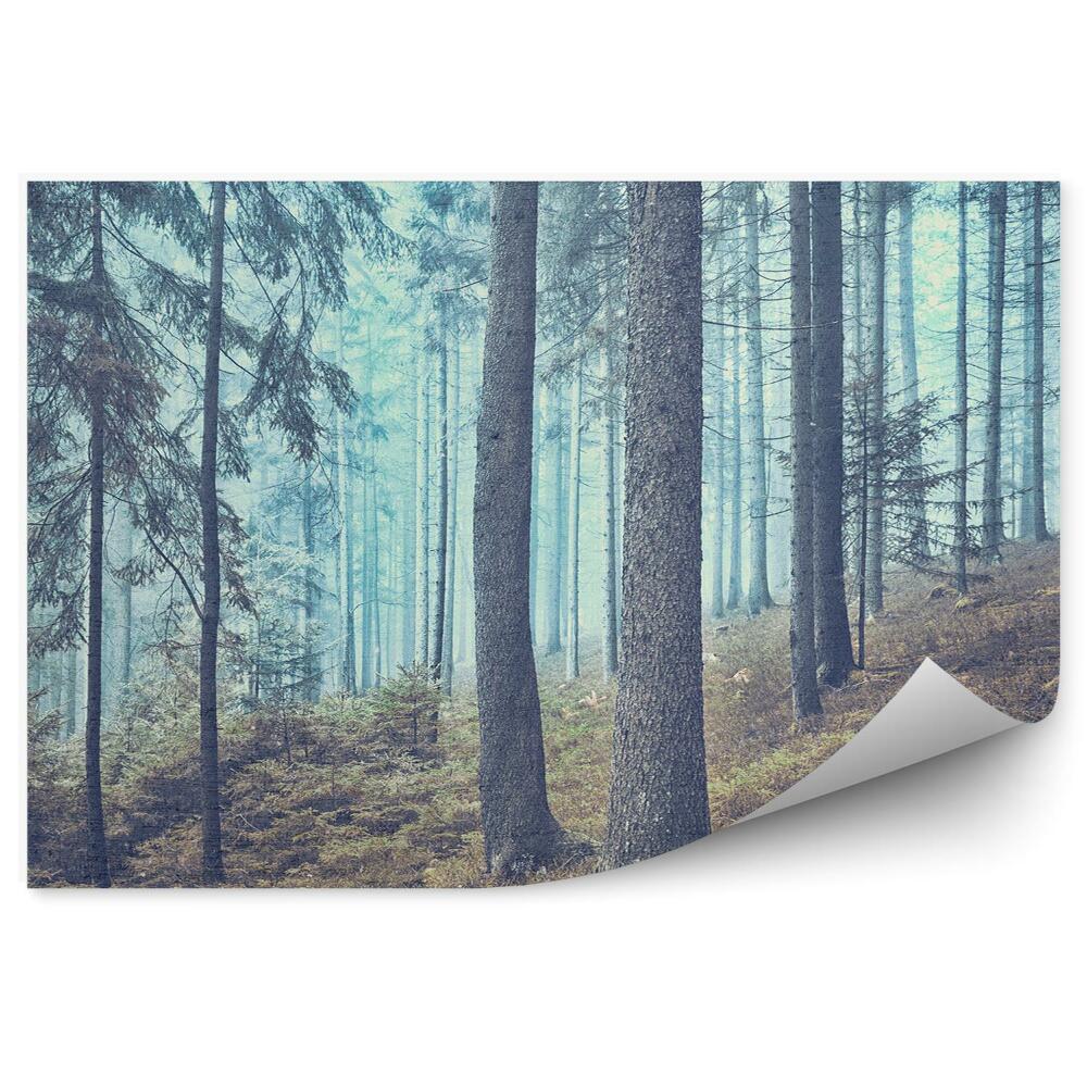 Papier peint Brume De Forêt De Conifères
