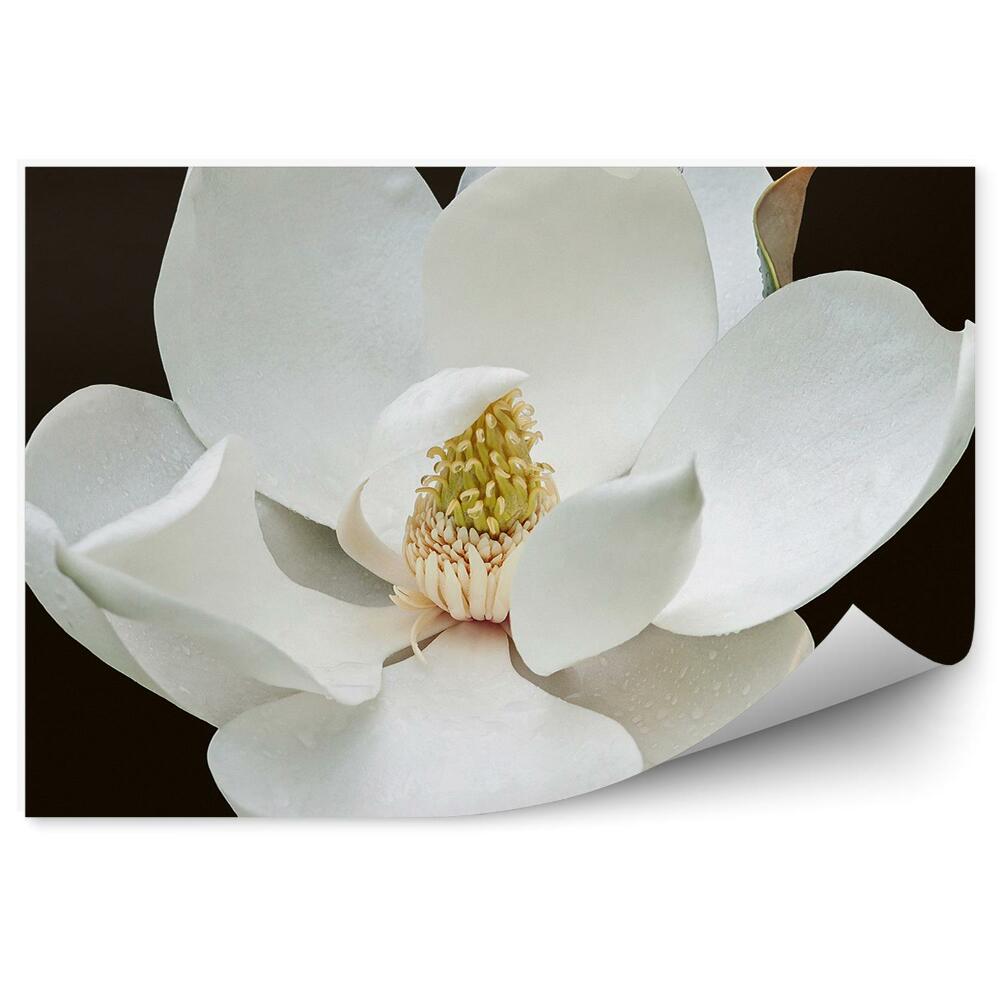 Papier peint Fleur de magnolia