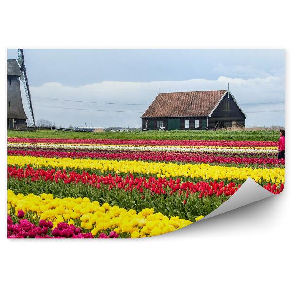 Papier peint Champ de tulipes hollande nuages de ciel maison femme